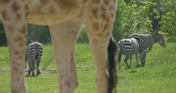 Zebra's grazen in de weide Giraffe's benen zonnige lente of zomer dag in dierentuindieren op landschap vers gras milieu Wildlife natuurtoerisme — Stockvideo