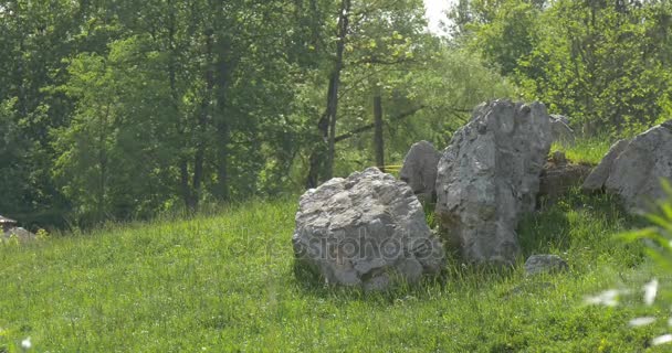 Paisaje del parque zoológico de Opole Grandes piedras Árboles verdes en el soleado día ventoso Plantas de hierba fresca Excursión al parque Turismo en Polonia Ciudad turística Opole — Vídeos de Stock