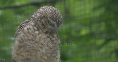 Fırfır yakalı Brown baykuş oturan bir şube, ağaç esir kuş açık havada büyük kuş kafesi kafes, hayvanat bahçesi arayan bir yere sarı gözler gözlem, hayvanların davranıştır