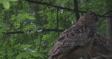 İki Long-Eared baykuşlar vardır büyük kuş kafesi içinde hayvanat bahçesi arasında orman esir kuşlar açık havada gözlem, hayvanların davranış Net olarak bir arka plan Ornitoloji oturuyor