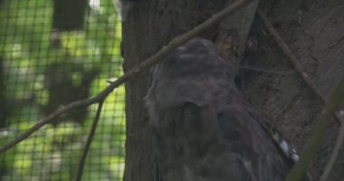 Şirin baykuş gözleri büyük kuş kafesi kuş ağaç esir kuş açık havada Hayvanat Bahçesi kafeste hayvanların davranış gözlem görünüyor korkmuş ağacında oturan Winks