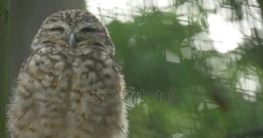 Fırfır yakalı Brown baykuş gibi görünüyor kızgın bir şube, ağaç esir kuş kafesi kafes hayvanat bahçesi açık havada kuş üzerinde arıyorsunuz bir yere bakıp onun tüyleri oturuyor