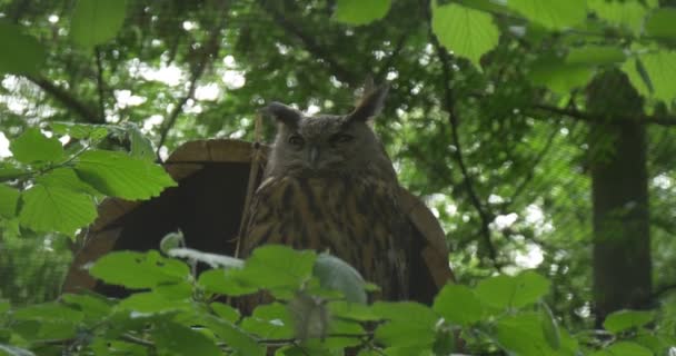 Ušatý sova mezi zelené listy v Zoo v zajetí pták Voliéra pozorování zvířat chování venku Predator v kleci Net je na pozadí zataženo — Stock video