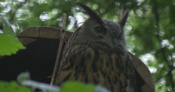 Angry Long-Eared Owl Sitting on a Branch of Tree in Zoo Captive Bird in Aviary Outdoors Observation of Animals 'Behavior Net Cage is on a Background — стоковое видео