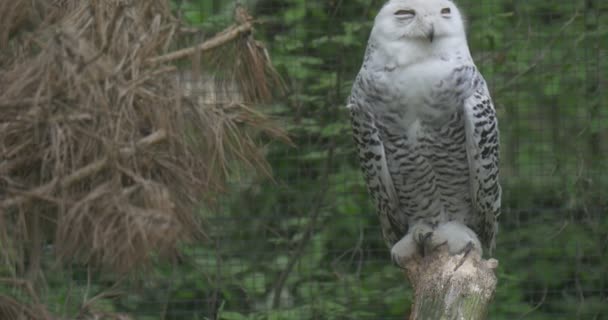 Hayvanat Bahçesi esir kuş açık havada beyaz tüylü ağacının dalını oturan büyük kuş kafesi içinde kutup baykuş dar sarı gözler gözlem hayvanların davranış — Stok video