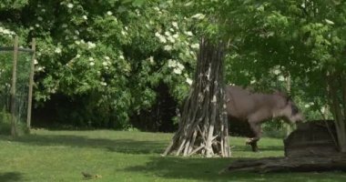 Hayvanat Bahçesi yeşil çim koruma nesli tehlike altında olan savunmasız hayvan gezi ahşap günlük çalıların arkasında yürüyüş tapir doğa parkı güneşli bir günde manzara.