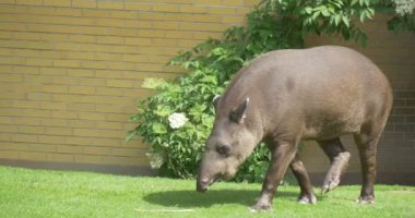 Kamera izler Tapir Hayvanat Bahçesi yürüme yeşil çim ve durur manzara doğa parkı güneşli gün koruma, nesli tehlike altında olan hayvan besleme hayvandır