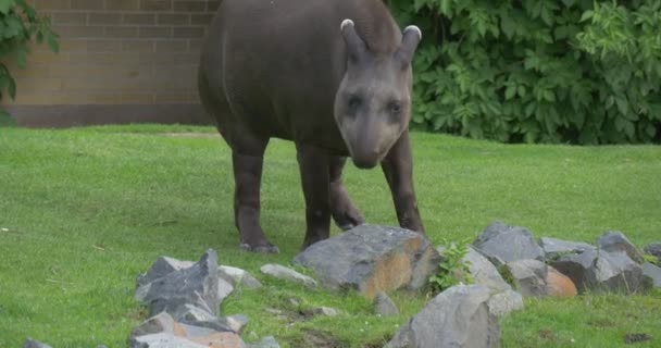 Tapir is Scared Shy Animal Hides Walking by Lawn Conservation of Endangered Animal Similar to a Pig With Long Snout Excursion Landscape Nature of the Park — Stock Video