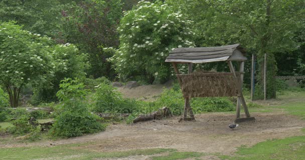 Alimentatore in Opole Zoo Delizioso paesaggio rurale Alberi verdi Cespugli Fiori Uccelli Piccioni Vola Escursione Natura del Parco nel giorno soleggiato — Video Stock