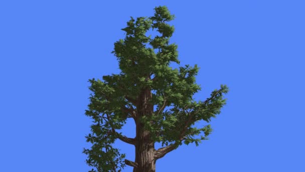 Séquoias ondulant des branches contre le ciel — Video