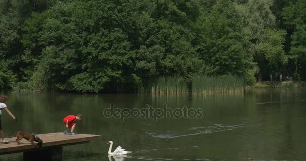 Dois meninos brinca com um cisne — Vídeo de Stock