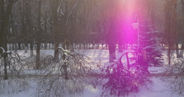 Δένδρα στο πάρκο κάτω από ένα ροζ πορείας. — Αρχείο Βίντεο