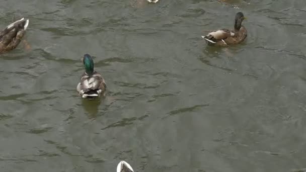 Ducks Peck and Push Each Other — Stock Video