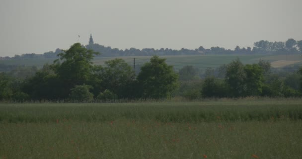 Een gras-weide met groen bos op de achtergrond en een verre Road, neergeschoten in de avondschemering in de zomer — Stockvideo