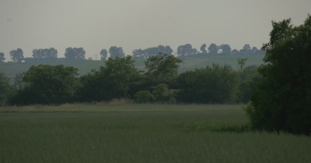une prairie d'herbe incroyable avec beaucoup d'arbres verts, ciel gris, et une route lointaine, couvert de brouillard crépusculaire en été 
