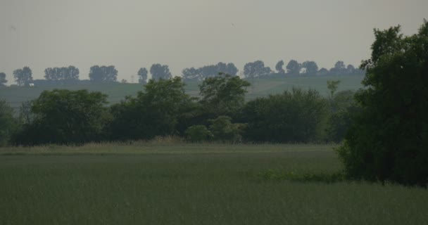 An Amazing Grass Meadow With a Lot of Green Trees,grey Sky, and a Faraway Road, Covered With Dusky Fog in Summer — Stock Video