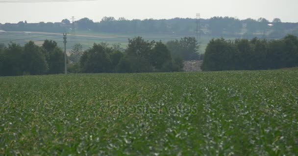 Кукуруза растет на хорошо ухоженном сельскохозяйственном поле с впечатляющими зелеными полосками дерева и голубым небом в Восточной Европе — стоковое видео