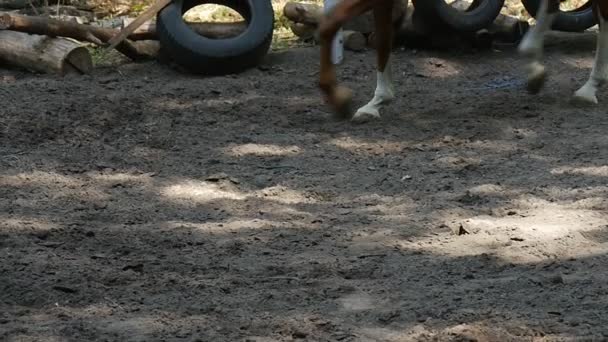 Cascos de caballo y cañones trotando en cámara lenta, y neumáticos viejos tirados en tierra gris en el fondo — Vídeos de Stock