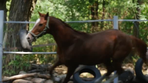 Um belo cavalo jovem está Galopando em Slo-Mo, e seus canhões estão se movendo de uma maneira impressionante com uma cerca de madeira e Greenary no fundo — Vídeo de Stock