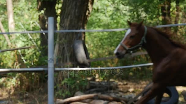 若い茶色雌馬弓彼女の頭と競馬、スローモーションで白と茶色の大砲とエレガントな後半部を示す — ストック動画