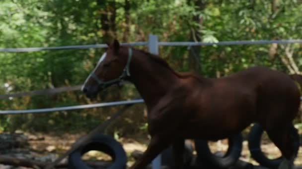 En ung brun Mare lutar sitt huvud och galoppstall, visar vita och bruna kanoner och Elegant man och svans i Slow Motion — Stockvideo