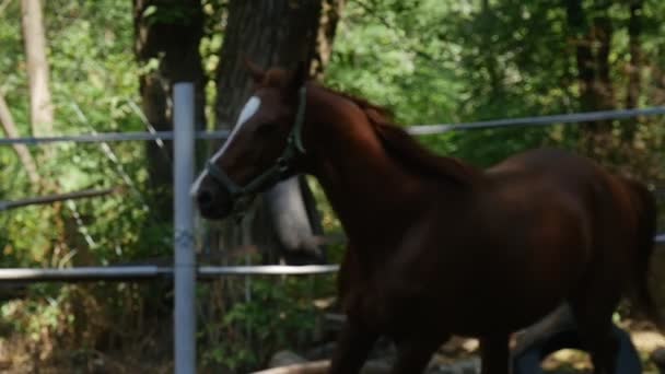 A hullámzó Mane, egy fiatal barna Mare lovaglópályák, hogy néhány bekerített ló a földi a nappali, nyáron a Slo-Mo — Stock videók