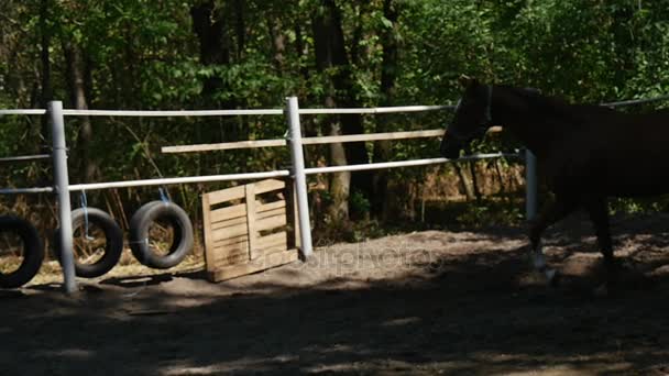 Mooie Thouroughbred Brown Mare Trots elegant binnenkant van een omheinde Horseground met het zwaaien van manen en Flying verhaal in Slo-M0 — Stockvideo