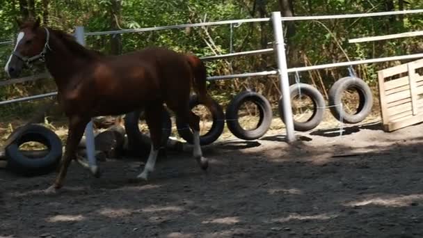 Un cavallo marrone alla moda, con una striscia bianca sul muso, Trotti in modo nobile in un terreno recintato in legno in estate in movimento lento — Video Stock