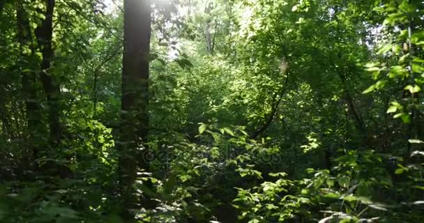 Rayons lumineux d'un soleil d'été dans la forêt verte sauvage, plein d'herbe, de mauvaises herbes, différents arbres à feuilles caduques en Europe de l'Est — Video