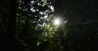 Güneş ışınları gülen üzerinden Greenary vahşi, gizemli, tam bir Curvy şubeleri, yaşlı ve genç ağaçlar, Epirit bilmece, yaz aylarında olup bir ormanda