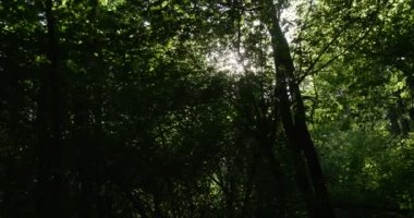 Yaz aylarında aşağı atış bir vahşi kalın orman ile güneşli ışınları, kırma ile onun Greenary ve çok sayıda şube ve Doğu Avrupa'da Twings kadar