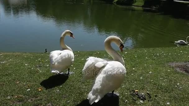 Hermosos cisnes están en el pintoresco muelle del lago, mirando una superficie lisa de sus aguas y viejos árboles verdes en un día soleado en verano — Vídeo de stock