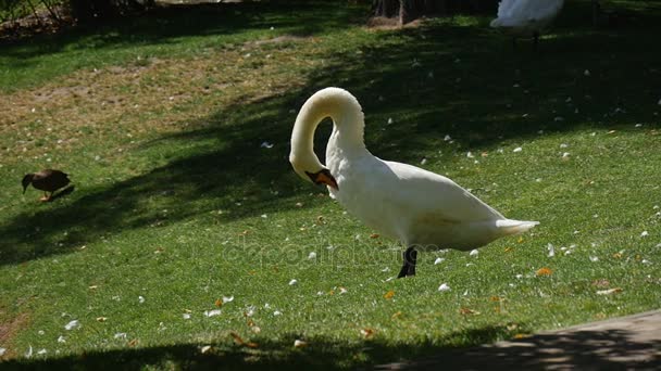 Un hermoso cisne parado en un pintoresco césped y limpiando su pluma con un pico negro, con patos en el fondo, en verano — Vídeo de stock