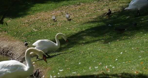 Los cisnes blancos caminan a lo largo de la orilla de un lago pintoresco, limpiando su pluma, estando entre otras aves, en un día soleado, en verano — Vídeos de Stock