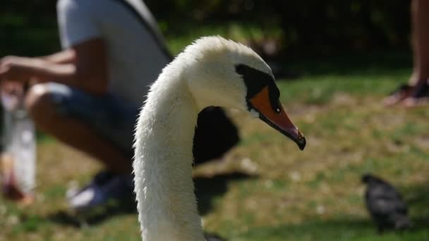 Swan 's Head Closeup e alguns pássaros e pessoas alimentando-os no fundo, sendo baleado em câmera lenta — Vídeo de Stock
