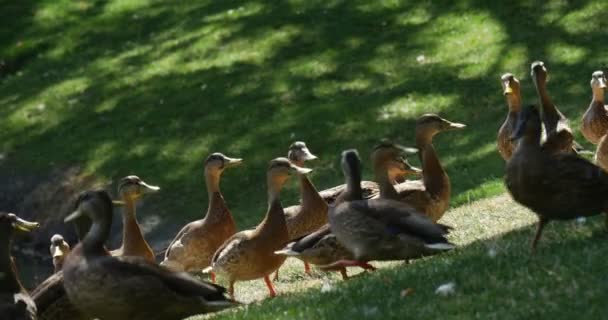 Un troupeau de canards bruns sauvages courent sur une pelouse, essayant d'attraper des morceaux de pain qui leur sont jetés en été — Video