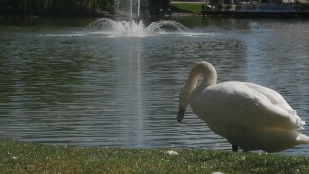 Un beau cygne blanc longe la rive du lac pittoresque avec une belle fontaine en arrière-plan, et une petite fille qui le regarde, en été, à Slo-Mo — Video