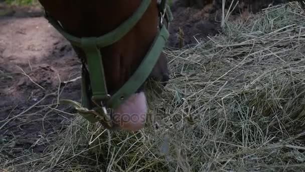 Horse's Head on Hay — Stock Video