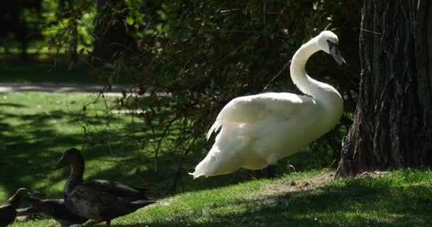 Un meraviglioso cigno bianco passeggia intorno e vecchio albero su un prato pittoresco insieme con anatre selvatiche in Europa orientale in estate — Video Stock