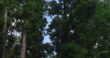 Yüksek çam ağaçları ve çam ağaçları yuvarlak Dormition Katedrali (Uspensky Sobor), varlık atış--dan aşağı yaz perspektif yukarı
