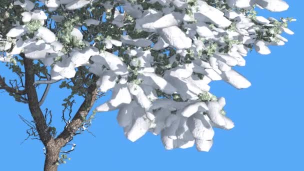 Enigmático pino de piedra italiano en invierno, cubierto de copos de nieve, balanceándose al viento, sobre fondo clave de croma — Vídeos de Stock