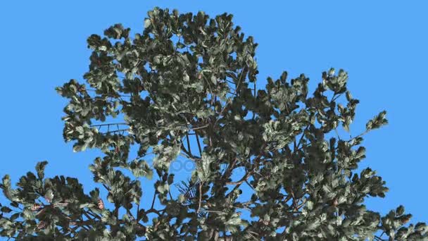 Bella cercando pino cembro italiano in inverno, essendo coperto di fiocchi di neve, Ondeggiante al vento, su sfondo cromatico chiave — Video Stock