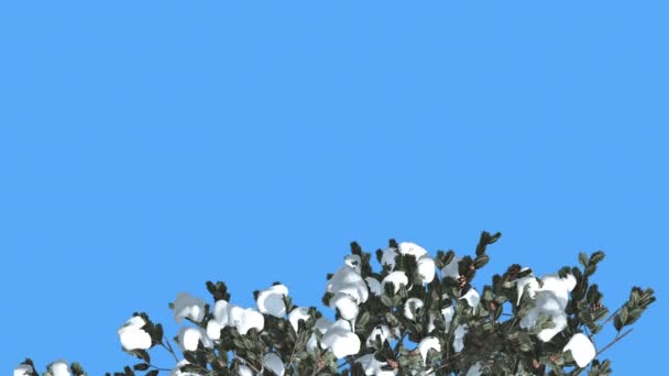 Красиво выглядящая итальянская каменная сосна зимой, покрытая снежинками, раскачивающаяся на ветру, на фоне хромы — стоковое видео