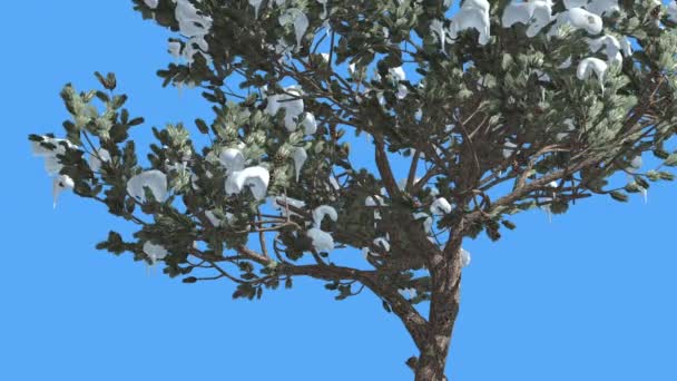 Футуристичний вигляд італійський камінь Хвойні дерева взимку, покривається з лапатий сніг, погойдуючись на вітер, на тлі ключових Chroma — стокове відео