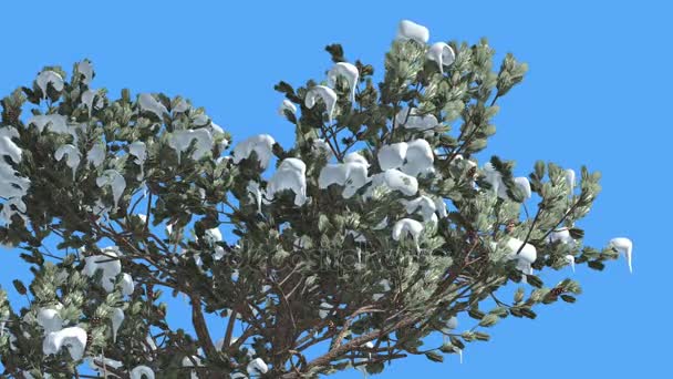 Úžasný italský pinie strom v zimě, jsou hustě porostlé sněhových vloček, kymácející se ve větru, na Chroma Key pozadí — Stock video
