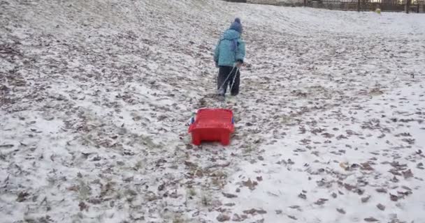 Забавная маленькая девочка в синем жилете взбирается на холм, покрытый снегом, и тянет свои красные сани в парковой зоне в Буча, Украина — стоковое видео