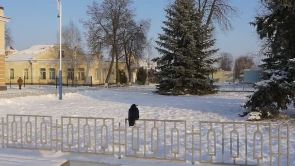 Κάποια μοναχικό μαύρο κοράκι είναι που φέρουν Off ένα μεταλλικό φράχτη σε ένα σιδηροδρομικό σταθμό στην πόλη Konotop στη διάρκεια της ημέρας το χειμώνα σε αργή κίνηση — Αρχείο Βίντεο