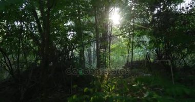 Yavaş hareketi ile pitoresk yeşil ağaçlar, meşe, Popplars, Willows, ağaç, akçaağaç, Ukrayna'da da dahil olmak üzere bir çok yoğun bir orman yoluyla