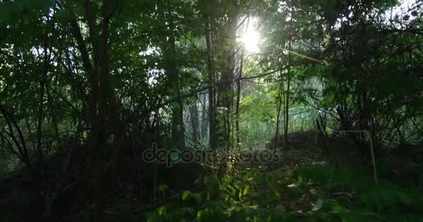 Movimiento lento a través de un bosque denso con un montón de pintorescos árboles verdes, incluyendo robles, álamos, sauces, abedules, arces, en Ucrania — Vídeo de stock