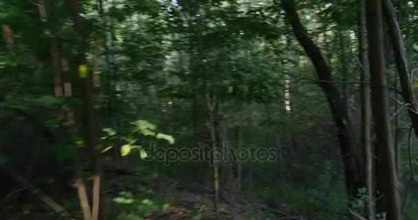 Slow Movement Along Some Dense Forest With a Lot of Picturesque Green Trees, Including Oaks, Popplars, Willows, Birches, Maple Trees, in Ukraine — Stock Video